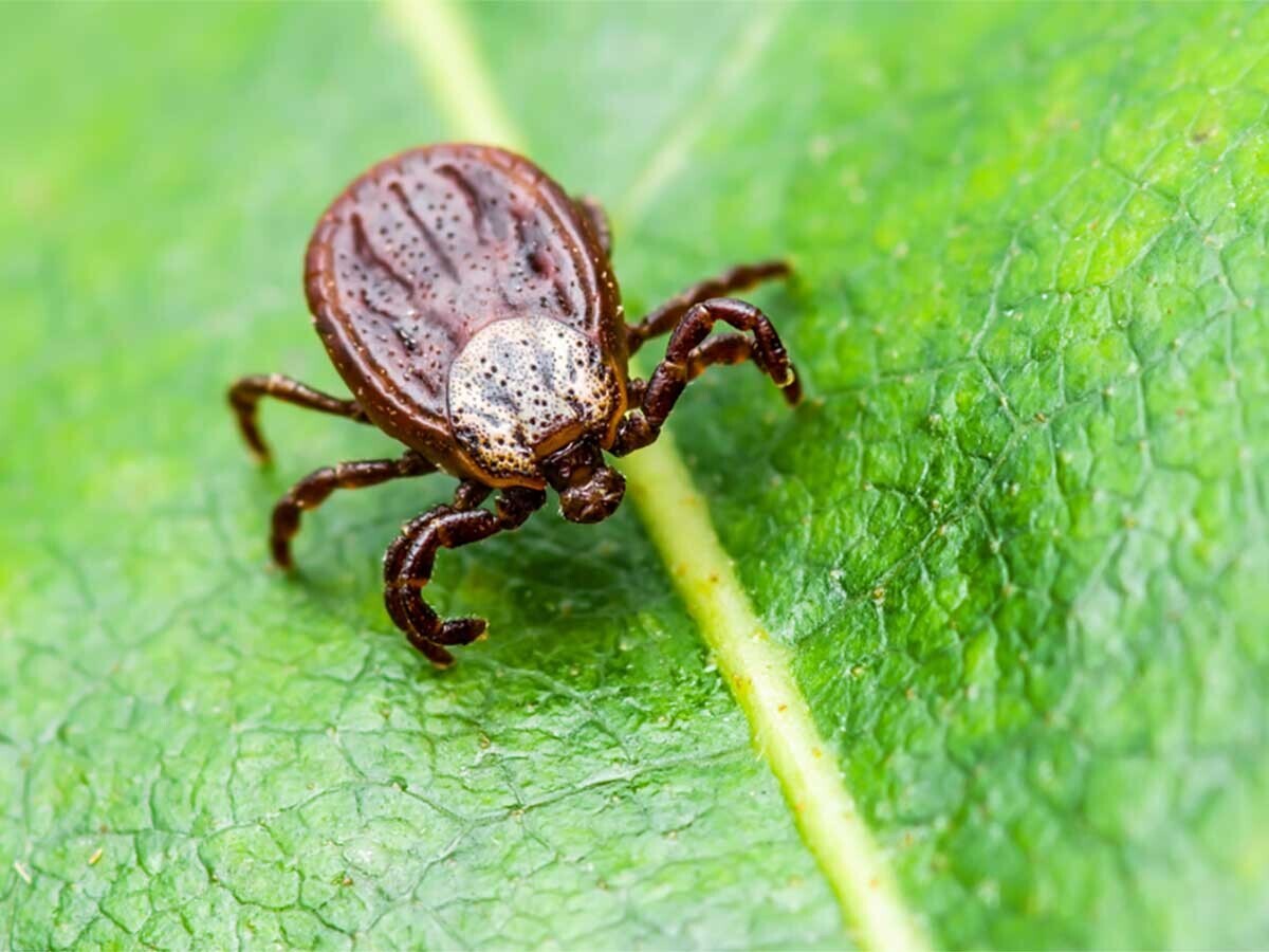 Kükürtün Haşere ve Keneler Üzerindeki Etkisi: Doğal Korumanın Gücü