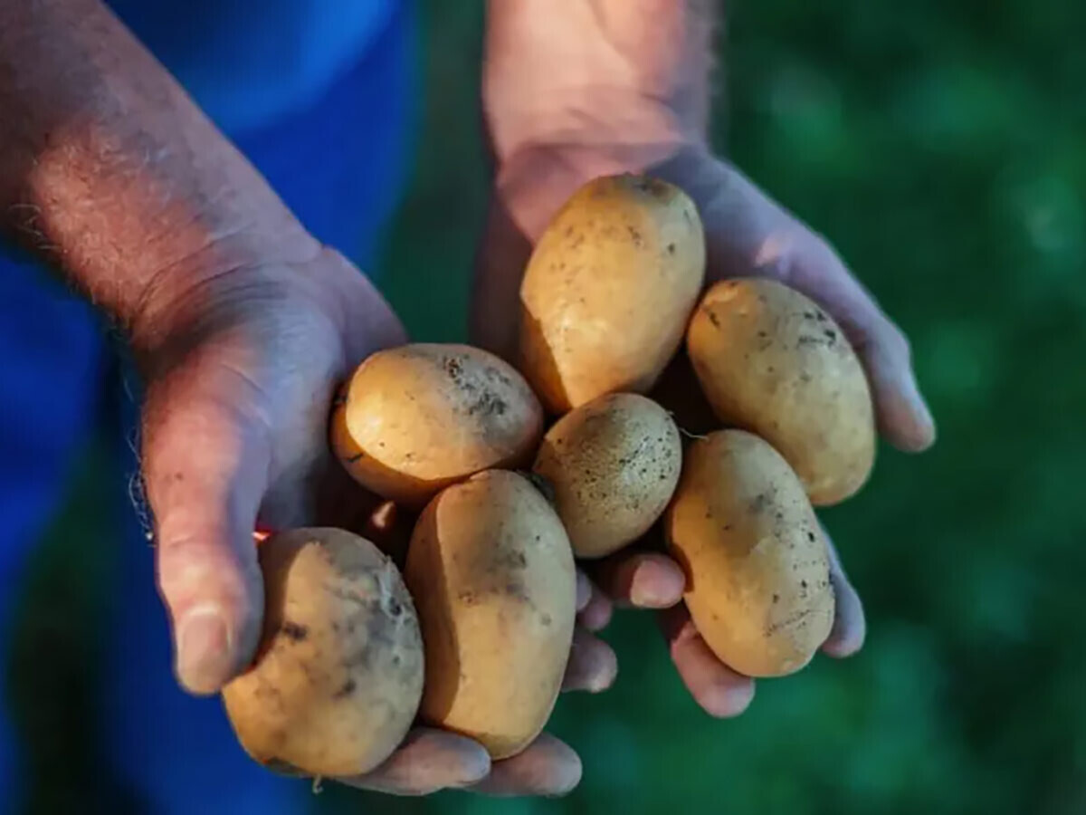 Asit Borik ve Patates ile Böcek İlacı Yapımı: Etkili ve Doğal Çözümler