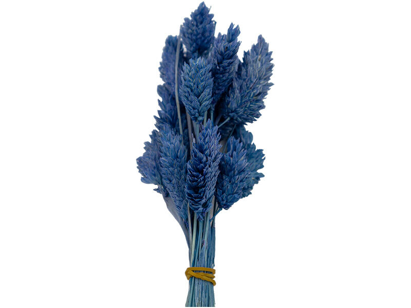 Açık Turkuaz Kuş Otu Kuru Çiçek Demeti 10 GR - 1