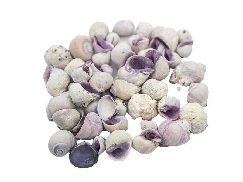 Ay Kabuğu Mor - Deniz Kabuğu 1 KG - 1