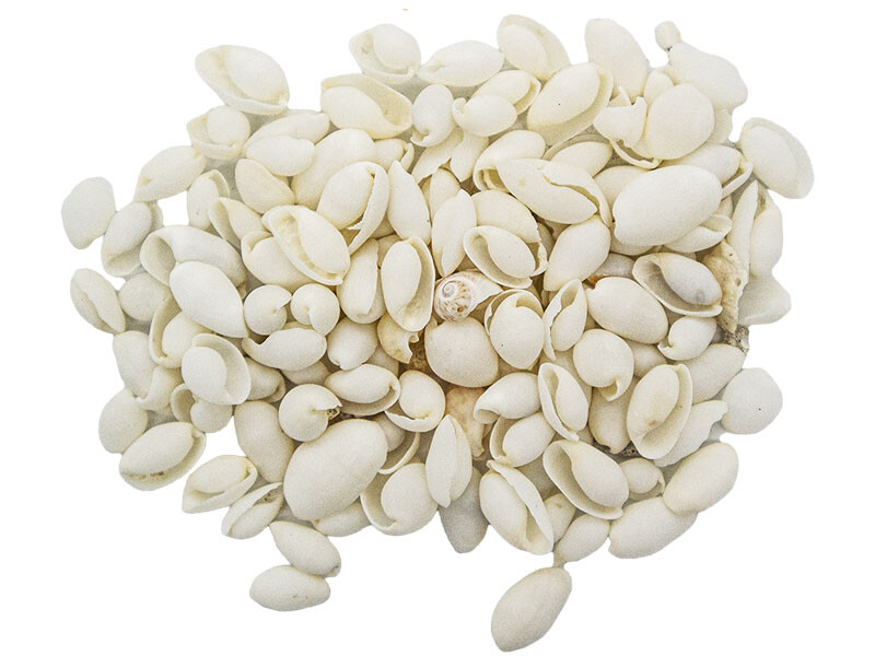 Beyaz Deniz Kabuğu 100 GR - Kimyacınız