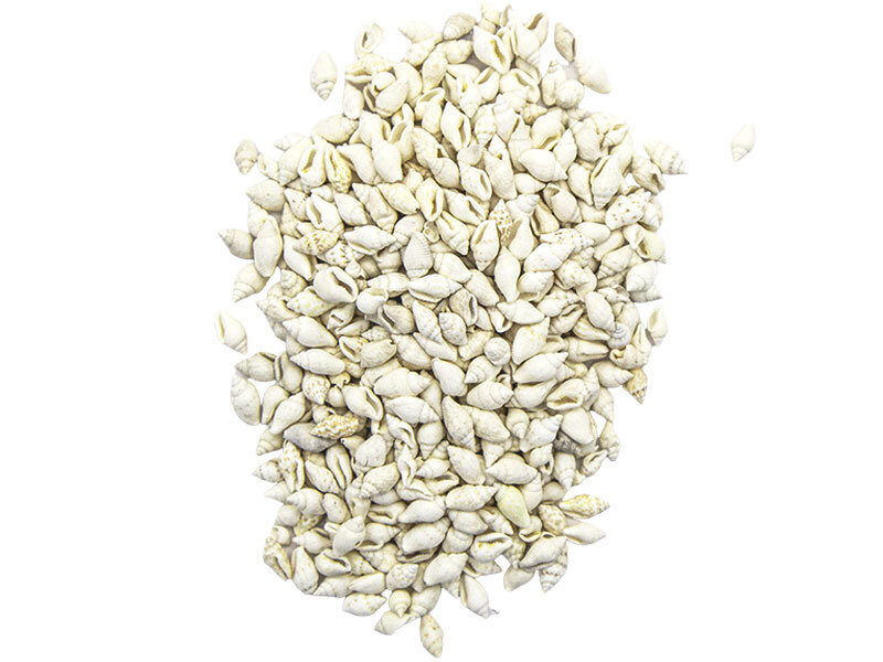 Deniz Kabuğu Beyaz Nassa Shell 1 KG - Diğer