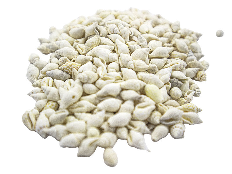 Deniz Kabuğu Beyaz Nassa Shell 1 KG - 2