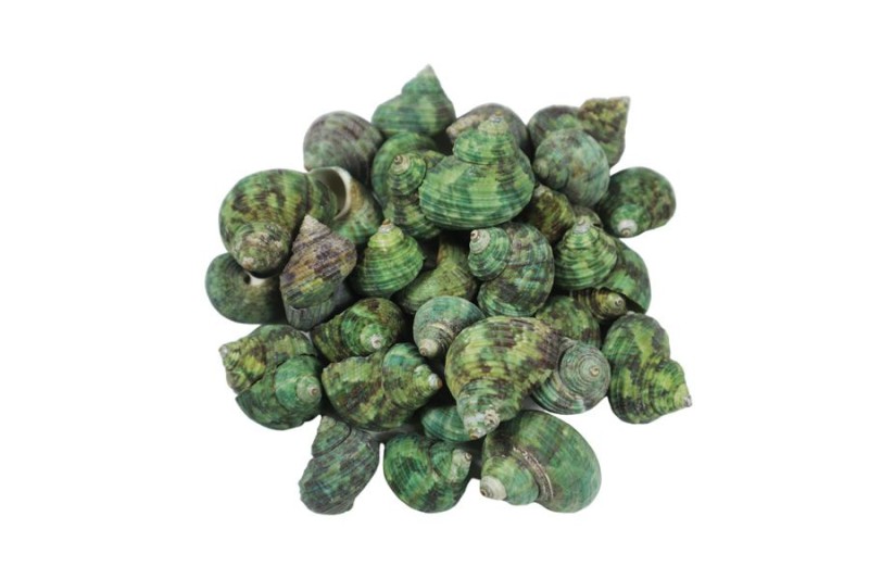 Deniz Kabuğu Bruneus 1 KG - Kimyacınız