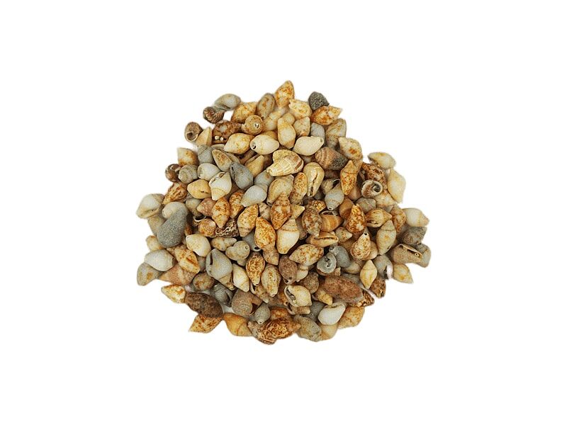 Deniz Kabuğu Naturel 1 CM - 100 GR - 1