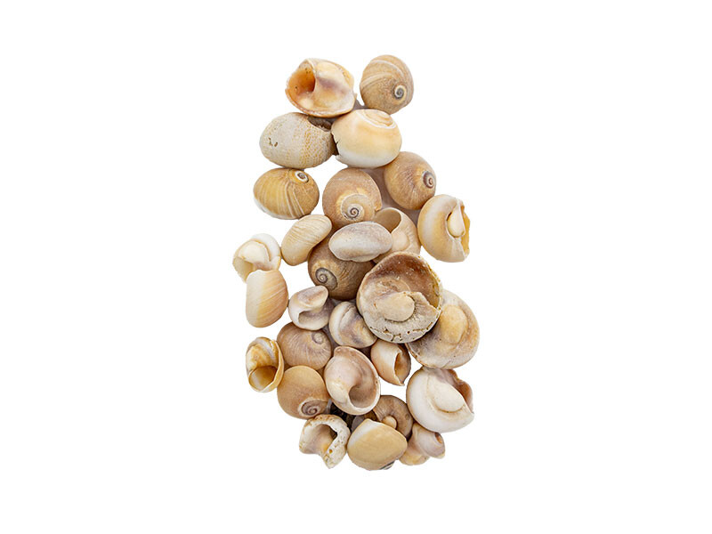 Deniz Kabuğu Salyangoz 2 CM - 1 KG - Kimyacınız