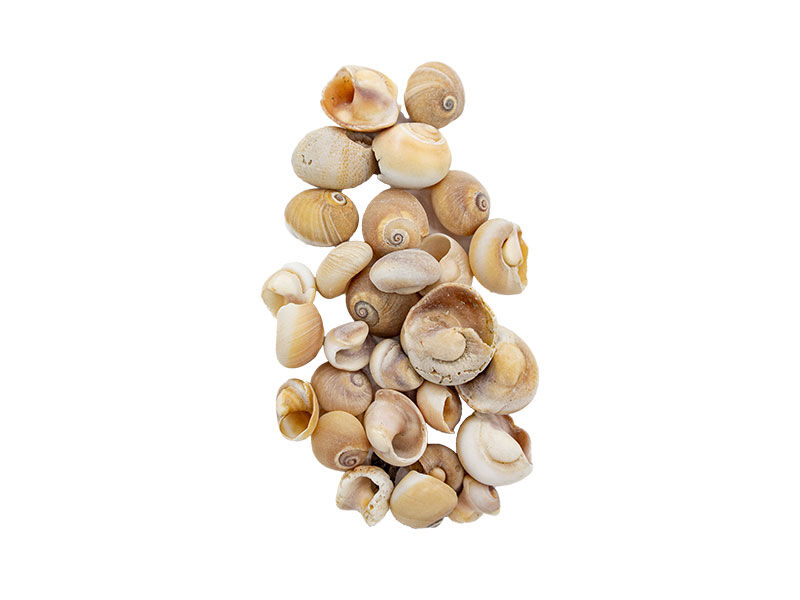 Deniz Kabuğu Salyangoz 2 CM - 1 KG - 1