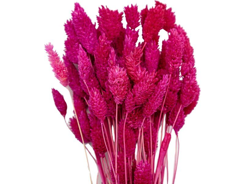 Fuşya Kuş Otu Kuru Çiçek Demeti 10 GR - Kimyacınız