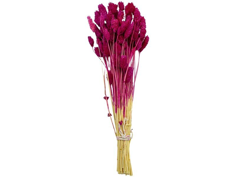 Fuşya Kuş Otu Kuru Çiçek Demeti - Kimyacınız