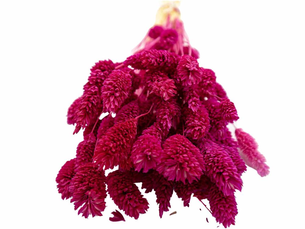 Fuşya Kuş Otu Kuru Çiçek Demeti - 3