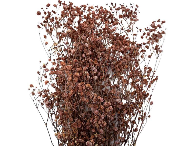 Kahverengi Şoklanmış Cipso - Kuru Çiçek Demet - 2