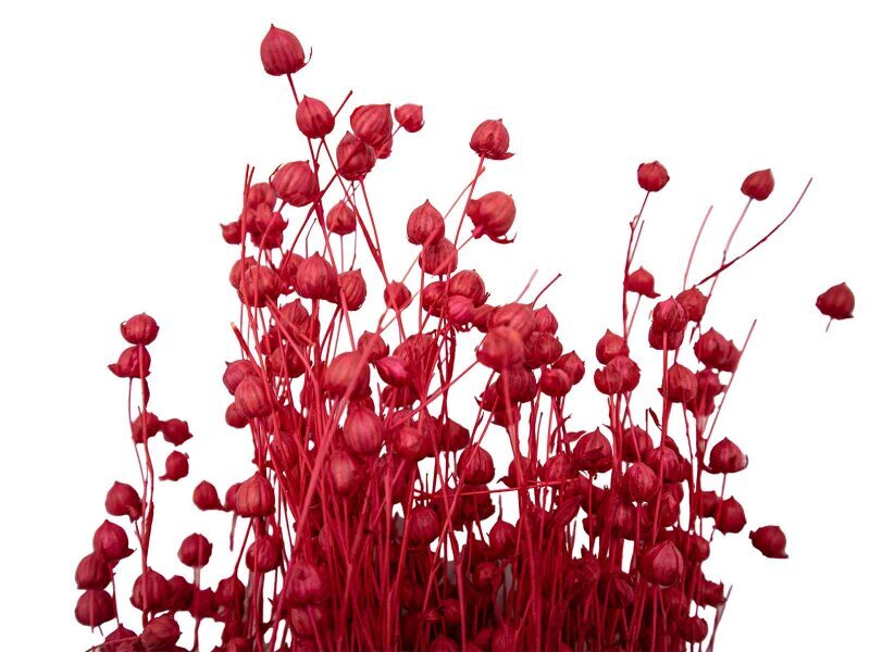 Kırmızı Keten Otu Kuru Çiçek Demeti 10 GR - Kimyacınız