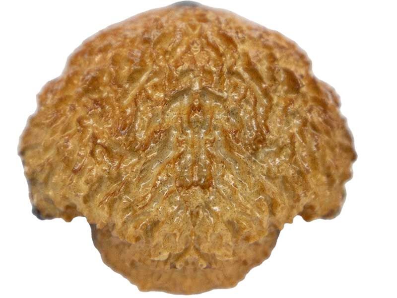 Köpek Silikon Mum Kalıbı M-114 - 4