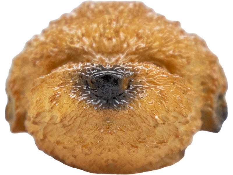 Köpek Silikon Mum Kalıbı M-114 - 5