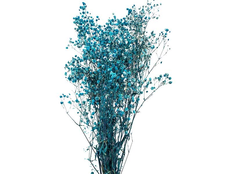 Koyu Turkuaz Şoklanmış Cipso - Kuru Çiçek - Kimyacınız