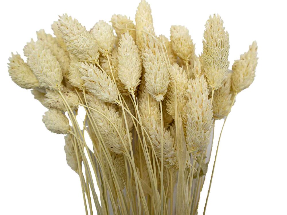 Krem Rengi Kuş Otu Kuru Çiçek Demeti 10 GR - 1