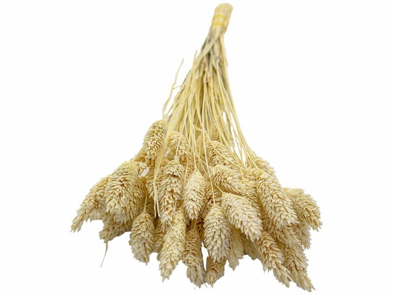 Krem Rengi Kuş Otu Kuru Çiçek Demeti - 3