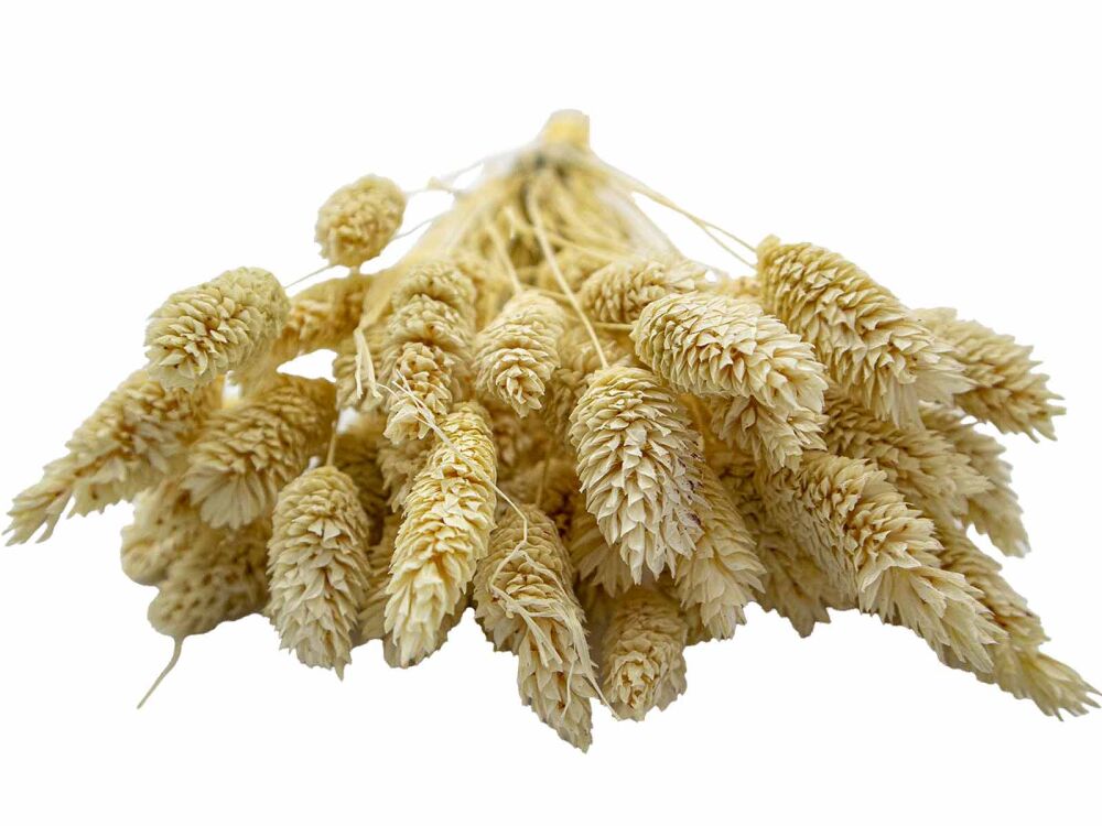 Krem Rengi Kuş Otu Kuru Çiçek Demeti - 4