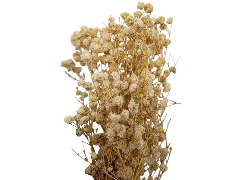 Krem Rengi Şoklanmış Cipso - Kuru Çiçek 10 GR - Diğer