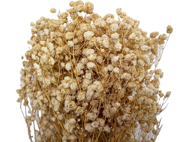 Krem Rengi Şoklanmış Cipso - Kuru Çiçek Demeti - 2