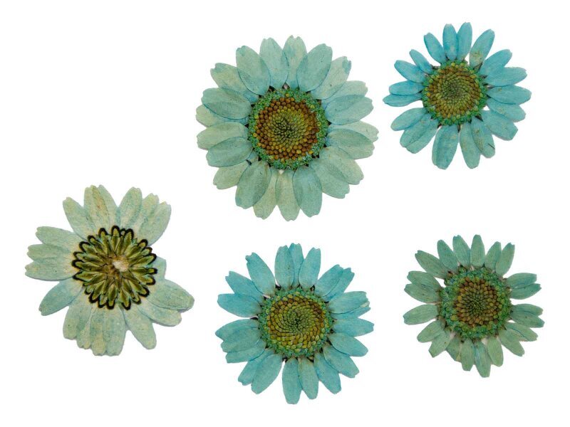 Kurutulmuş Mavi Papatya Epoksi Reçine Süsleme Aksesuarı 5 Adet - Kimyacınız