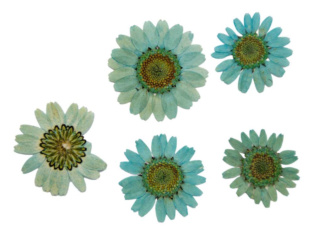 Kurutulmuş Mavi Papatya Epoksi Reçine Süsleme Aksesuarı 5 Adet - 1