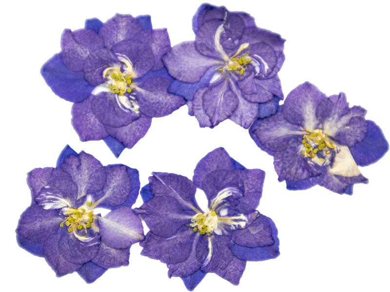 Kurutulmuş Sakura Çiçeği Mor 5 Adet - Kimyacınız