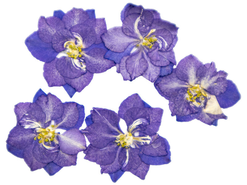 Kurutulmuş Sakura Çiçeği Mor 5 Adet - 2