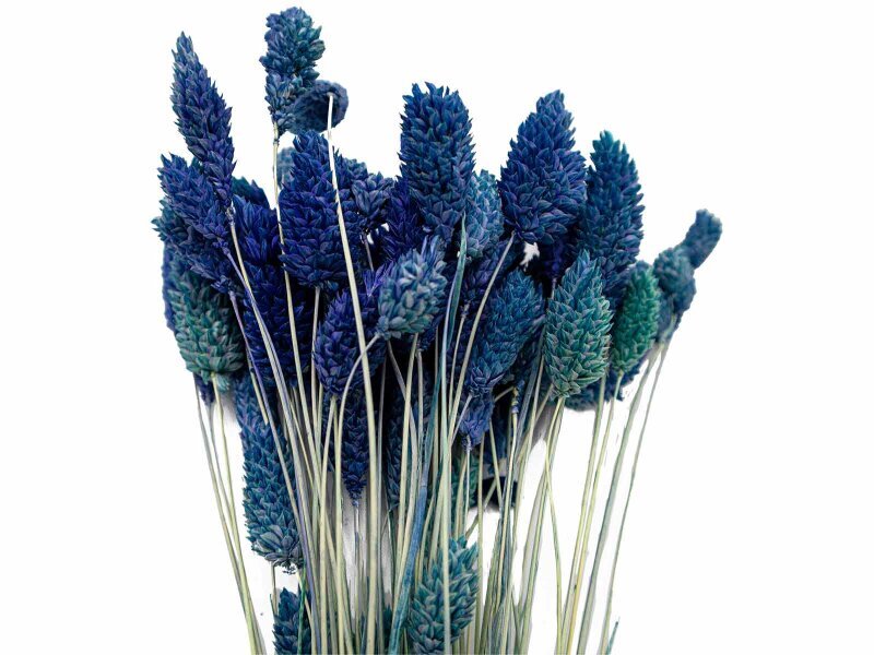 Mavi Kuş Otu Kuru Çiçek Demeti 10 GR - Kimyacınız