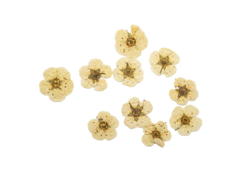 Mini Kurutulmuş Beyaz Papatya 10 Adet - Kimyacınız