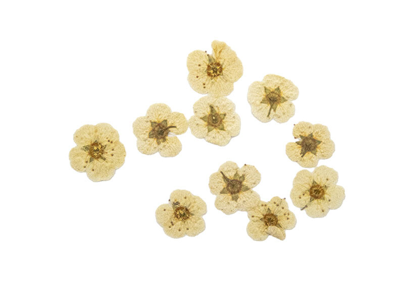 Mini Kurutulmuş Beyaz Papatya 10 Adet - 2