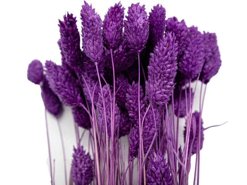 Mor Kuş Otu Kuru Çiçek Demeti 10 GR - Kimyacınız