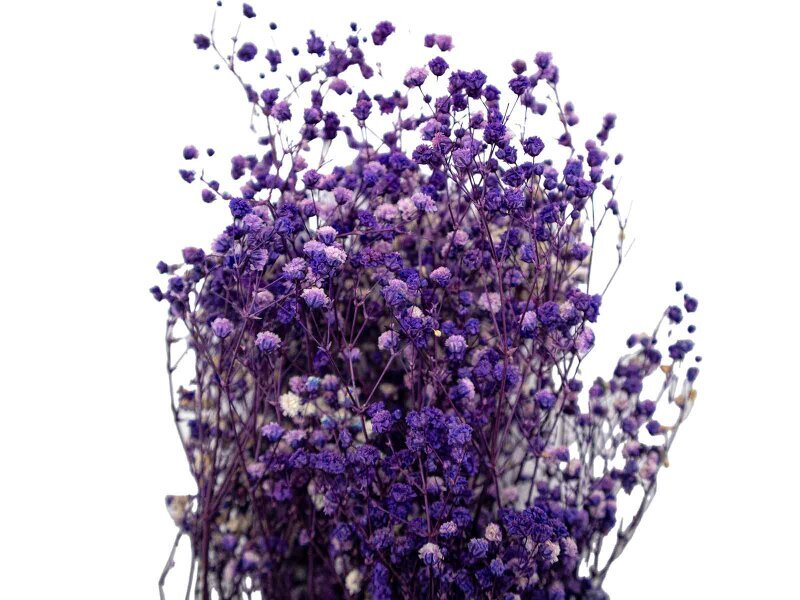 Mor Şoklanmış Cipso - Kuru Çiçek 10 GR - Kimyacınız