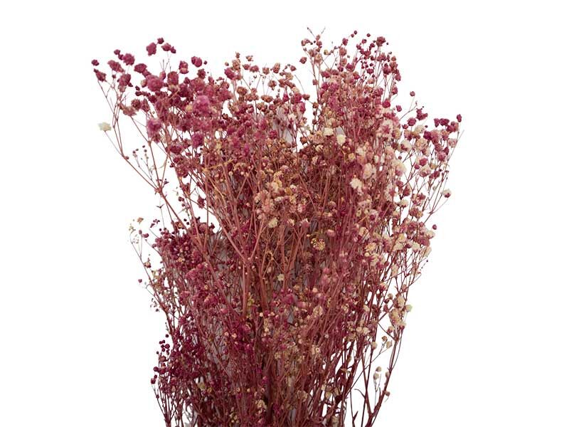 Mürdüm Şoklanmış Cipso - Kuru Çiçek - 3