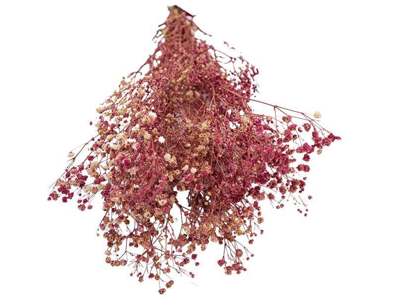 Mürdüm Şoklanmış Cipso - Kuru Çiçek - 2