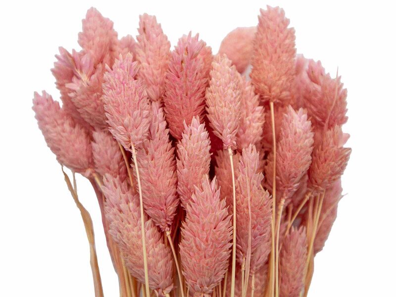 Pembe Kuş Otu Kuru Çiçek Demeti - 2