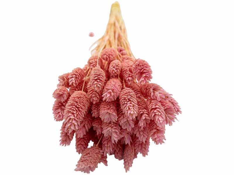 Pembe Kuş Otu Kuru Çiçek Demeti - 3