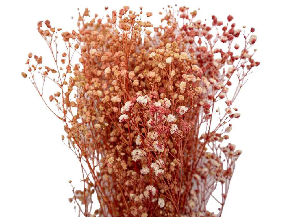 Pembe Şoklanmış Cipso - Kuru Çiçek 10 GR - 1