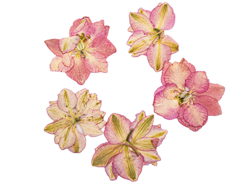 Kurutulmuş Sakura Çiçeği Pembe 5 Adet - Kimyacınız