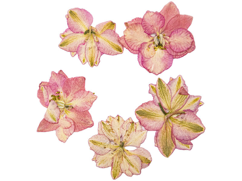 Kurutulmuş Sakura Çiçeği Pembe 5 Adet - 2