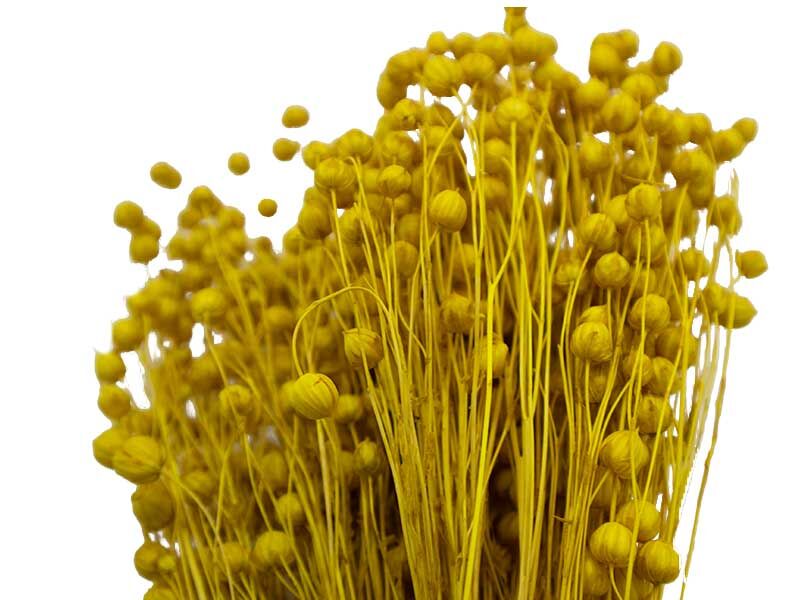 Sarı Keten Otu Kuru Çiçek Demeti 10 GR - 3