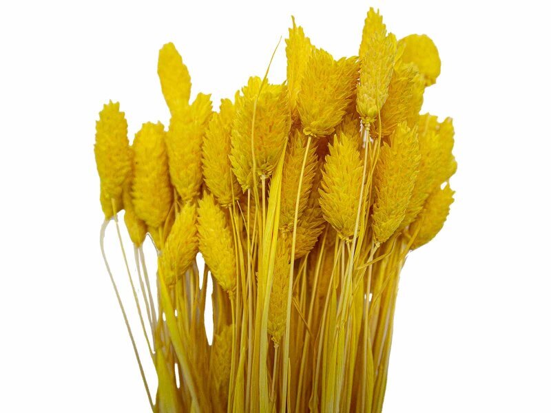 Sarı Kuş Otu Kuru Çiçek Demeti 10 GR - Kimyacınız