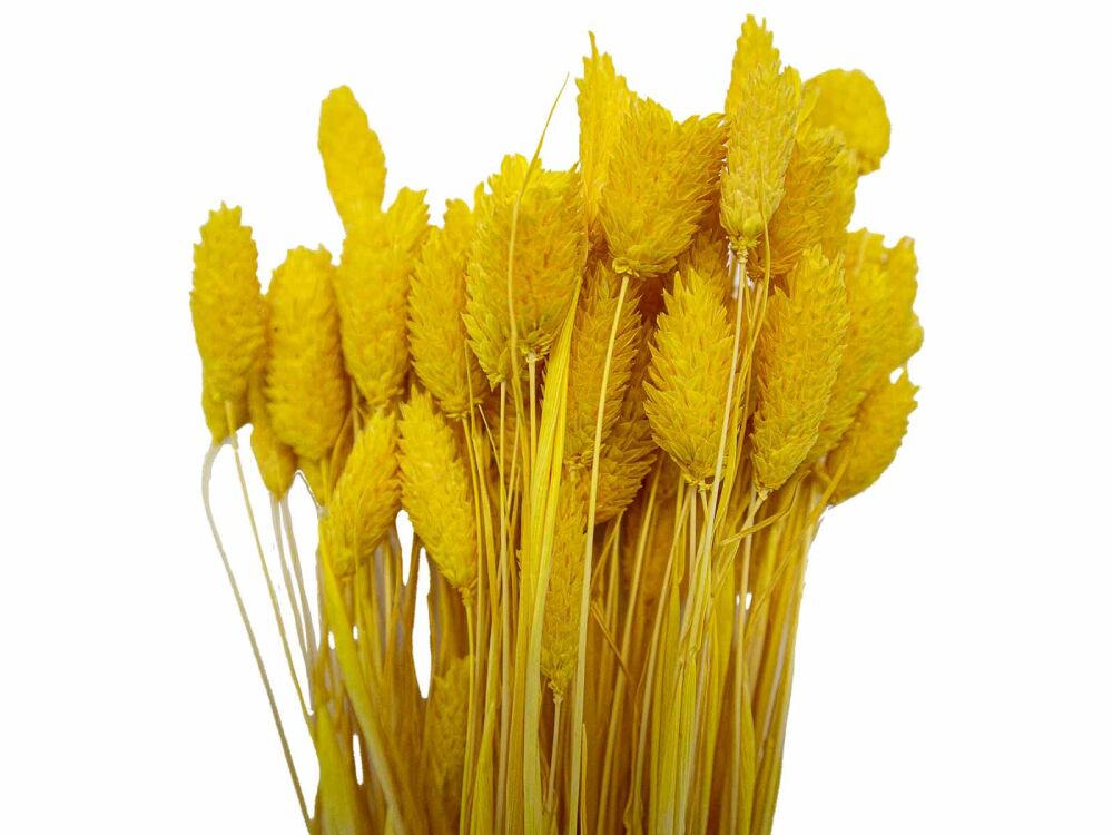 Sarı Kuş Otu Kuru Çiçek Demeti 10 GR - 1