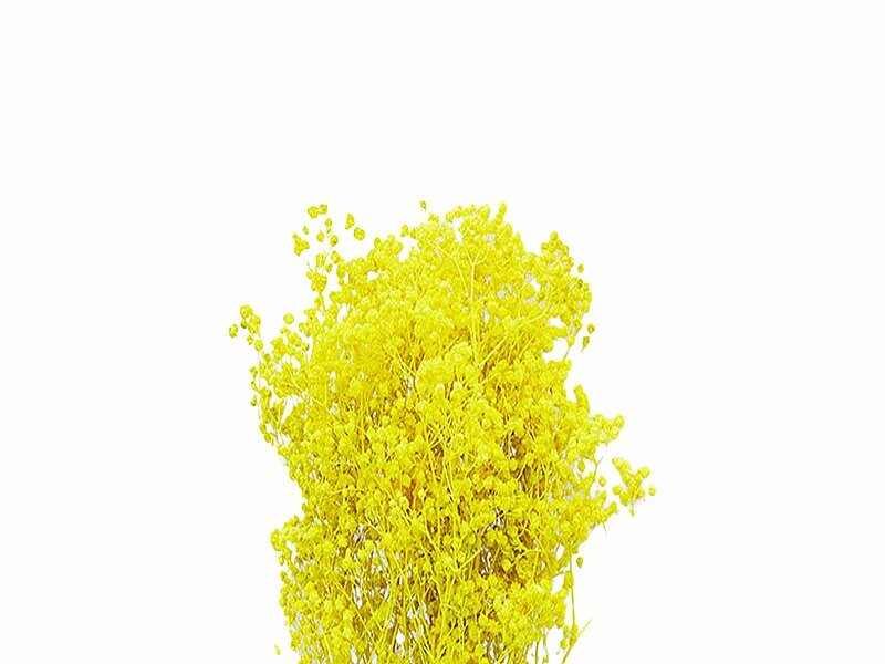 Sarı Şoklanmış Cipso - Kuru Çiçek 10 GR - Kimyacınız