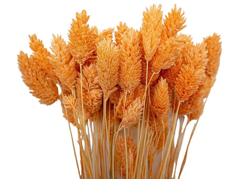 Turuncu Kuş Otu Kuru Çiçek Demeti 10 GR - Kimyacınız