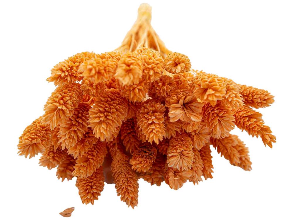 Turuncu Kuş Otu Kuru Çiçek Demeti - 3