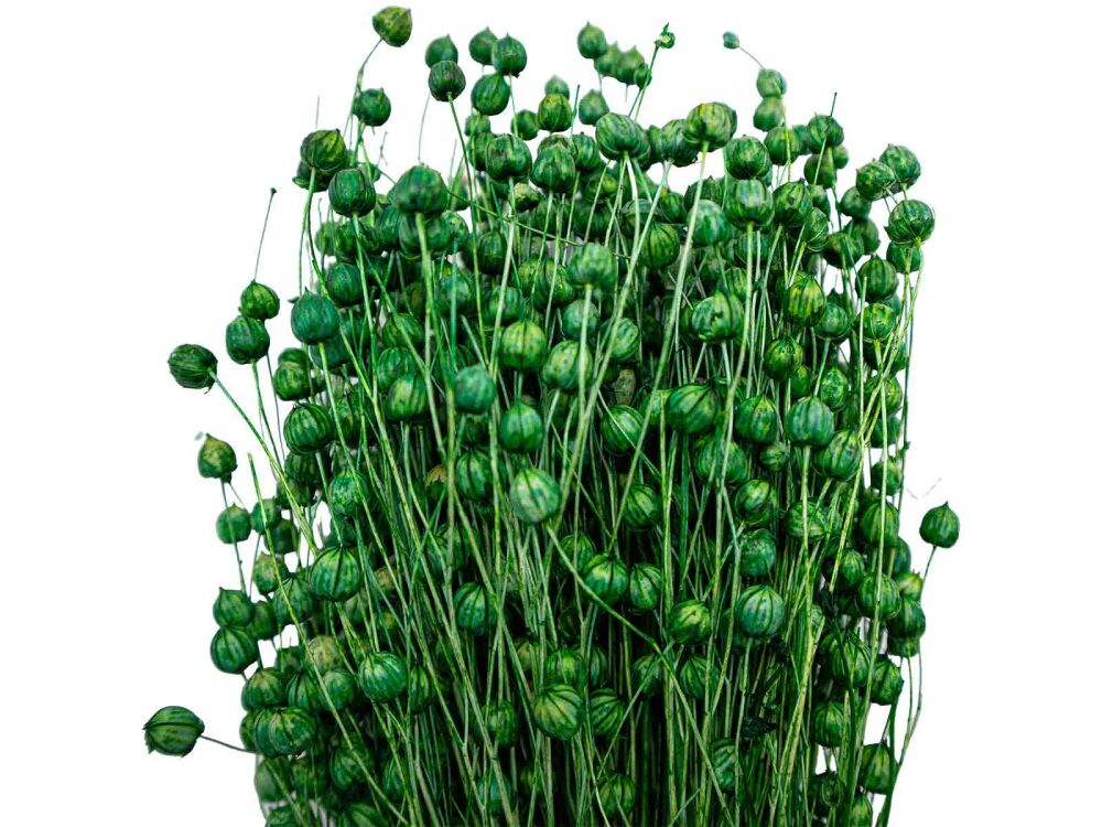 Yeşil Keten Otu Kuru Çiçek Demeti 10 GR - 1