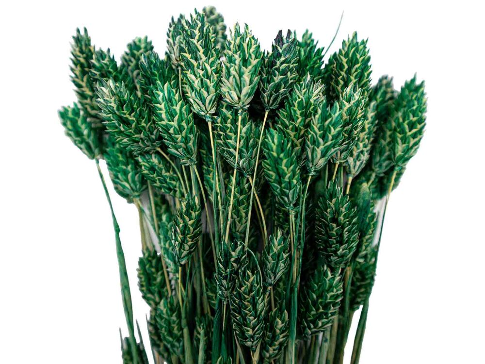 Yeşil Kuş Otu Kuru Çiçek Demeti 10 GR - 1