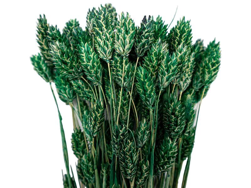 Yeşil Kuş Otu Kuru Çiçek Demeti - 2