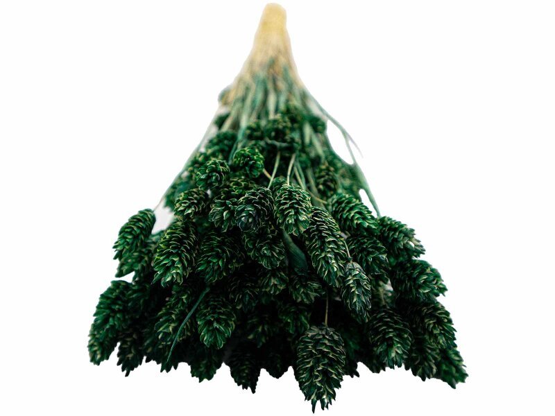 Yeşil Kuş Otu Kuru Çiçek Demeti - 3